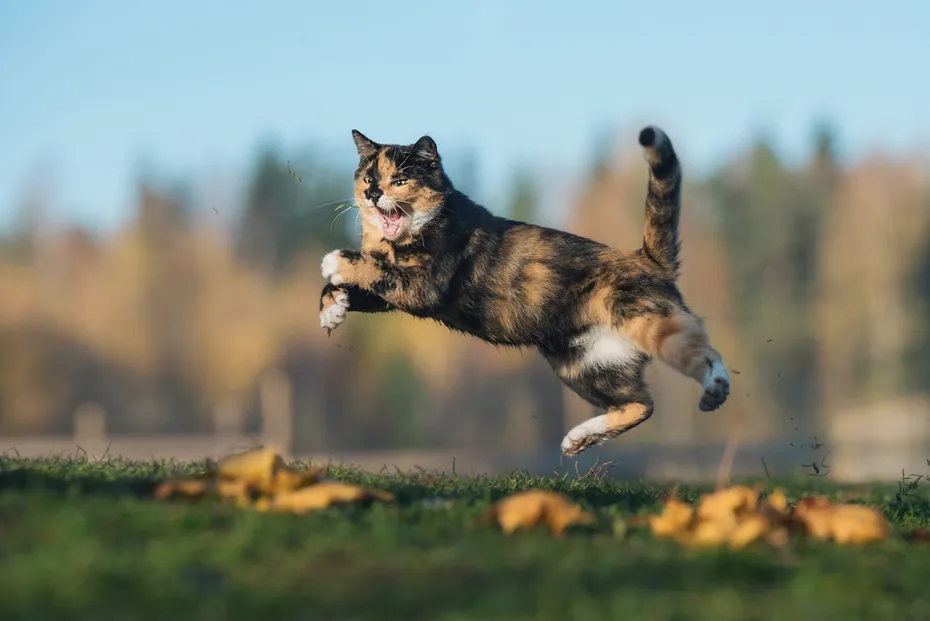 funny calico cat playing in autumn
