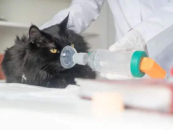Fluid in a Cat's Lungs: Symptoms, Care, & Treatment (Vet Answer)