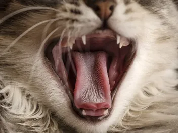 Why Is My Cat’s Jaw Clicking? Vet-Approved Explanation!