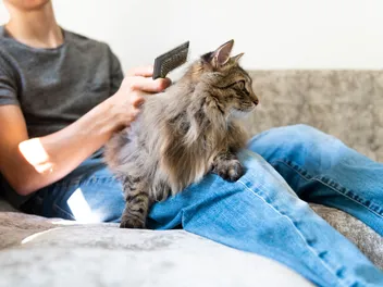10 Essential Cat Grooming Supplies To Get You Started