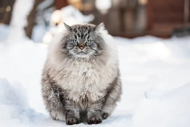 Do Cats Gain Weight in the Winter? Vet Approved Advice