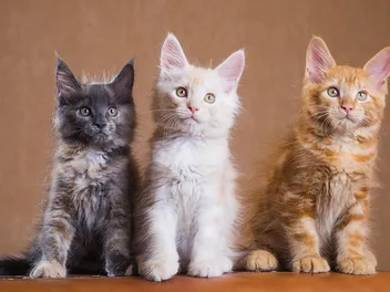 Maine Coon Kittens for Sale in Oregon: Breeders List 2026