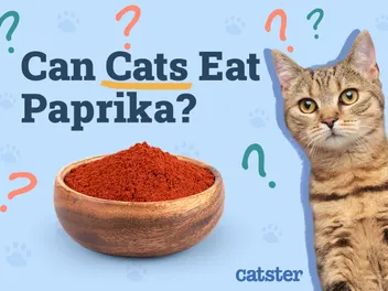 Can Cats Eat Paprika? Vet-Reviewed Facts & FAQ