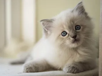 Ragdoll Kittens for Sale in the UK: 2026 Breeders List