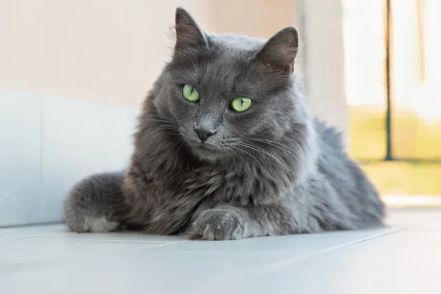 10 Blue Cat Breeds: An Overview (With Vet-Verified Info & Pictures)