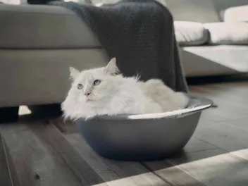 How to Make Your Home More Cat-Friendly: 8 Vet Approved Ways