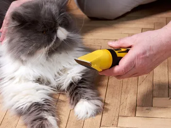 Can Cats Get Razor Burn? Vet-Reviewed Care Facts