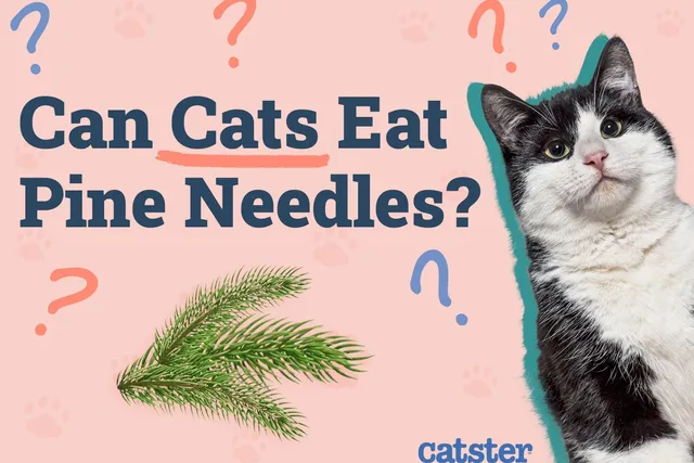 Can Cats Eat Pine Needles? Vet-Approved Risks & Alternatives