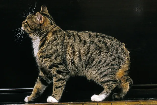 History of the Manx Cat: Taking a Look at Their Past (Vet-Verified)