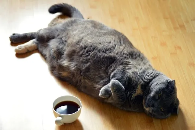 Do All Cats Have a Primordial Pouch? Vet-Reviewed Facts & FAQ