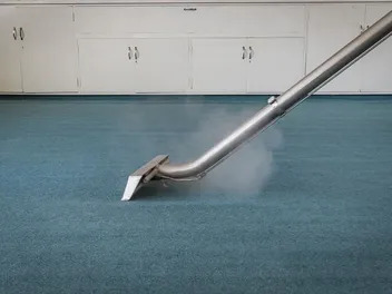 Will Steam Cleaning a Carpet Remove Cat Urine Smell? 4 Vet-Approved Sanitation Tips