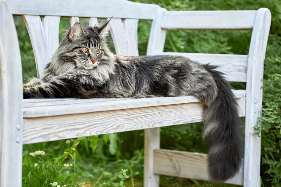 Beautiful silver Maine Coon cat lies on a white bench