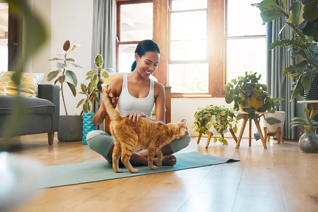 How to Introduce Cats in a Small Studio Apartment (5 Great Tips)