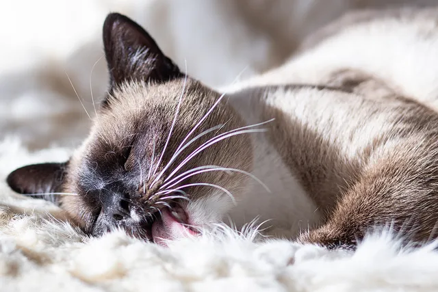 How to Stop a Cat From Licking Everything: Our Vet Discusses Reasons, Remedies & FAQ