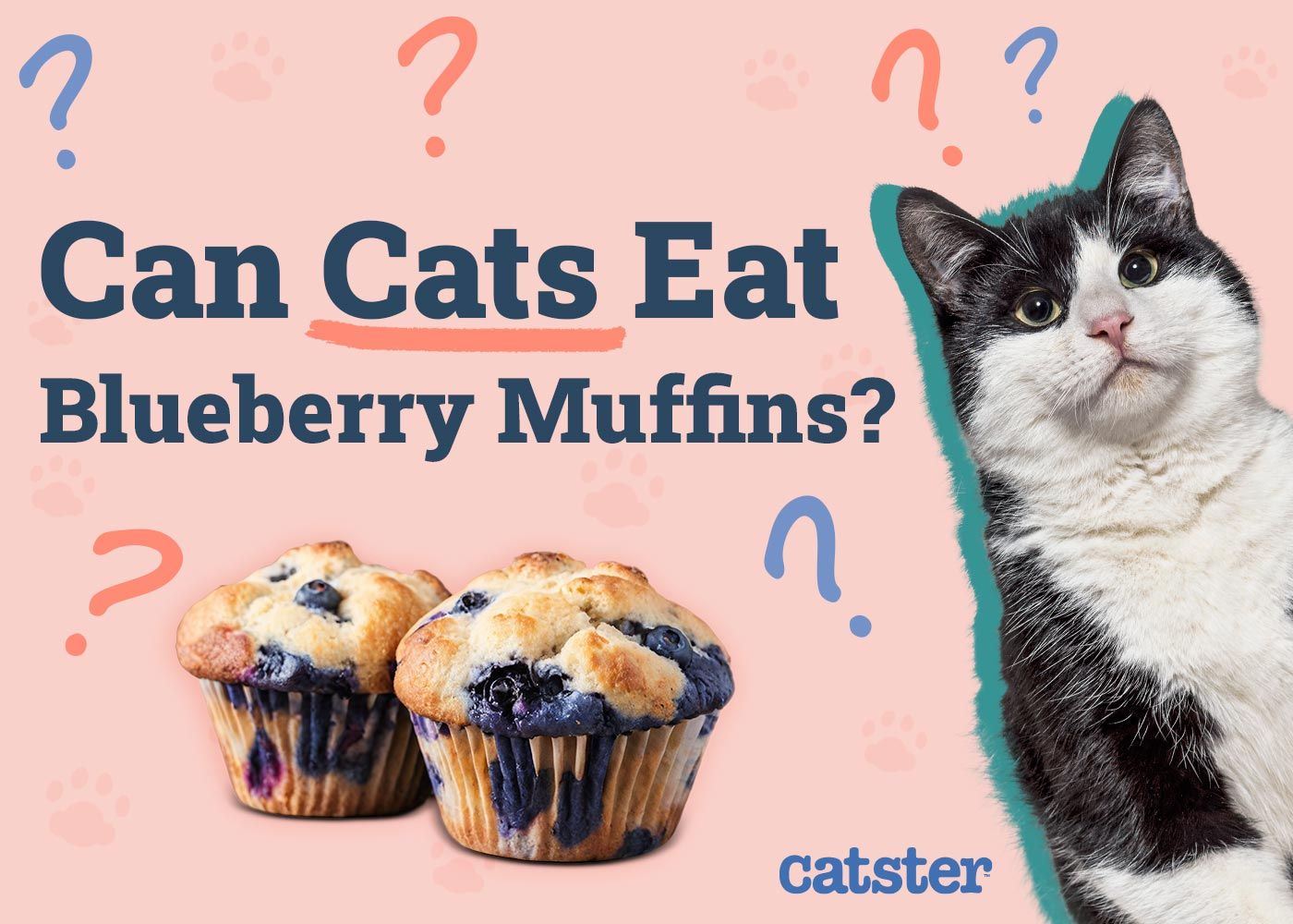 Can Cats Eat Blueberry Muffins