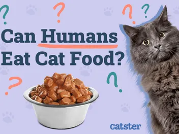 Can Humans Eat Cat Food? Vet-Reviewed Facts & Info to Consider