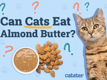 Can Cats Eat Almond Butter? Vet Approved Facts & FAQ