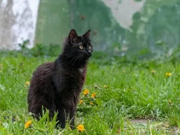 How to Keep Cats From Pooping in My Yard: 6 Vet-Verified Safe Methods