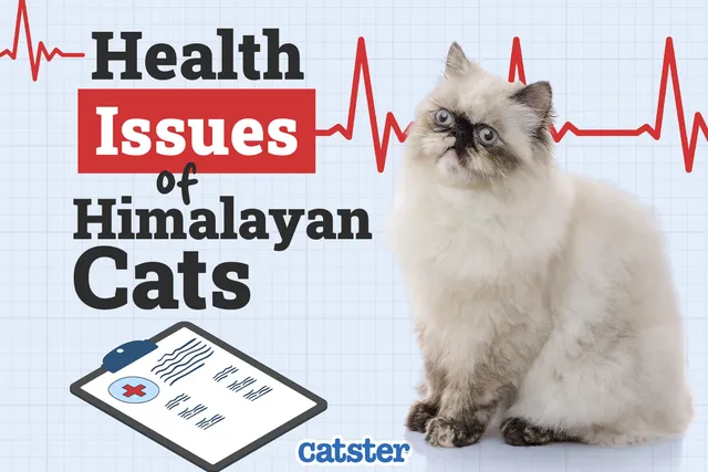 Himalayan Cat Health Problems: 6 Vet-Reviewed Issues