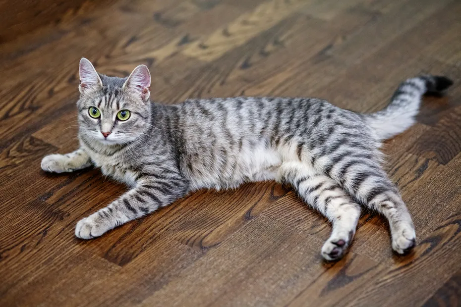 Gray striped cat