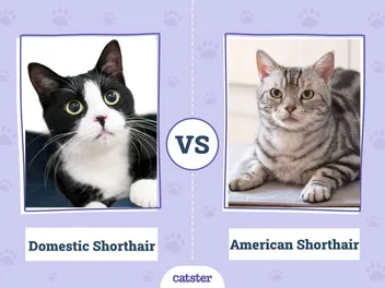 Domestic Shorthair vs American Shorthair Cat: Main Differences (With Pictures, Vet-Reviewed)