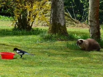 Why Do Cats Chatter at Birds? 5 Possible Reasons & FAQ
