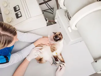 What is the Cost of a Cat X-Ray in 2026? Complete Price Guide