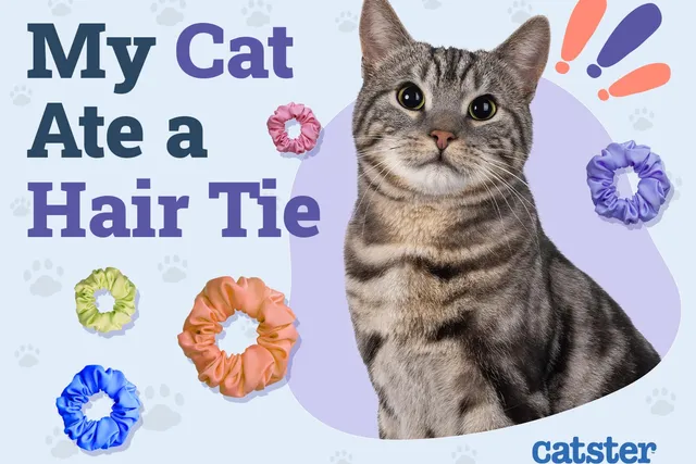 My Cat Ate a Hair Tie! Here's What to Do (Vet Answer)