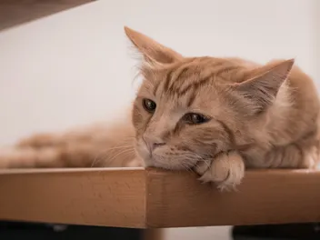 How to Tell if a Cat Is Stressed: 12 Vet-Reviewed Signs to Watch For