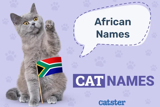 145 African Cat Names: Great Ideas for Your Beautiful Cat