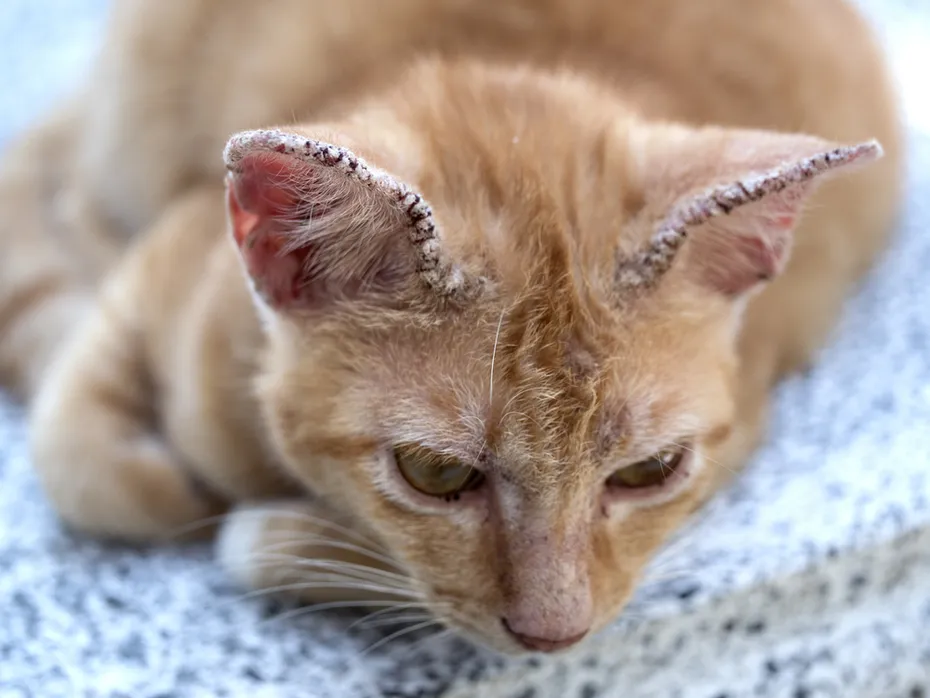 orange cat with crusty ear due to ringworm fungus