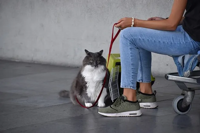 How to Travel Long-Distance With a Cat: 15 Vet-Approved Tips & Tricks