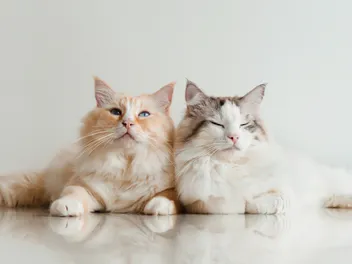 How to Tell If Cats Are Bonded: 6 Vet-Verified Signs to Look For