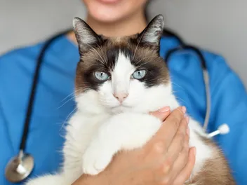 Convenia for Cats: Our Vet Explains Uses, Doses, & Side Effects