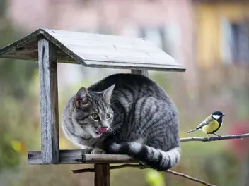 How to Stop a Cat From Killing Birds: 9 Vet-Reviewed Methods