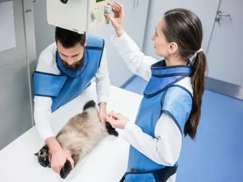 National Take Your Cat to the Vet Day 2026: When It Is & How to Particiapte