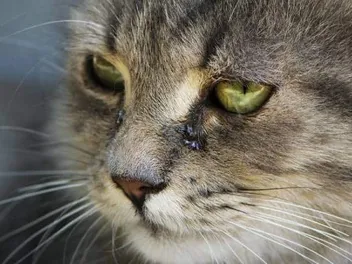 Can Cats Produce Tears? Vet Approved Facts