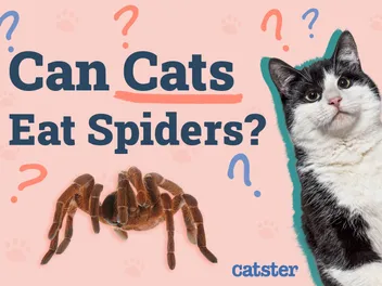 Can Cats Eat Spiders? Precautions & Facts