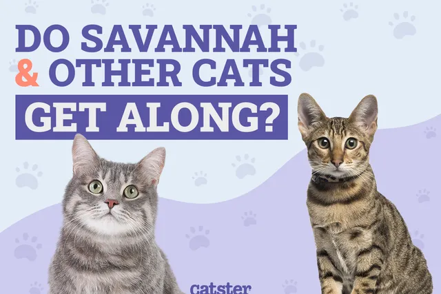 Do Savannah Cats Get Along with Other Cats? Facts & Care Tips