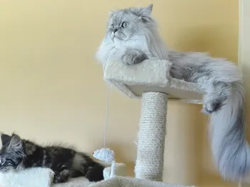 5 Vet-Reviewed Reasons Why Your Cat Uses You As A Scratching Post & How To Stop It