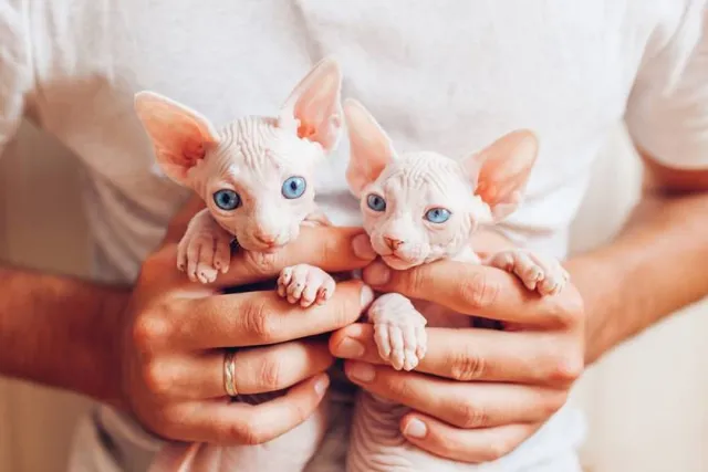 How to Pick Up & Hold a Kitten: 7 Vet-Reviewed Expert Tips