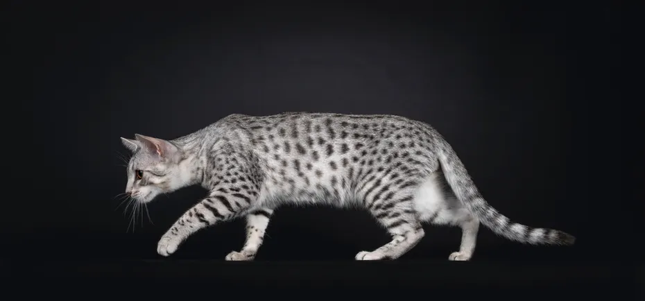 egyptian mau crawling
