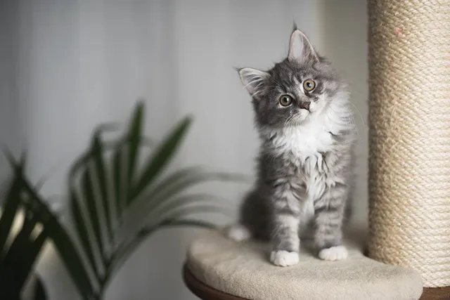 Maine Coon Cats For Sale in Ohio: Breeders List 2026