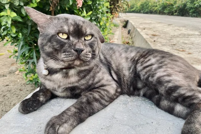 Cat Ears Drooping: Signs, Causes & What to Do (Vet Answer)