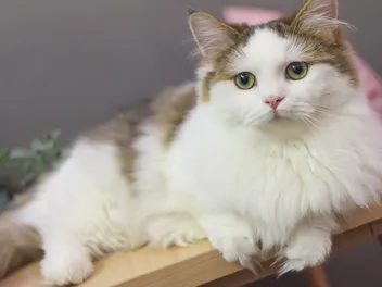 Do Munchkin Cats Shed a Lot? Vet-Reviewed Facts & Care Tips