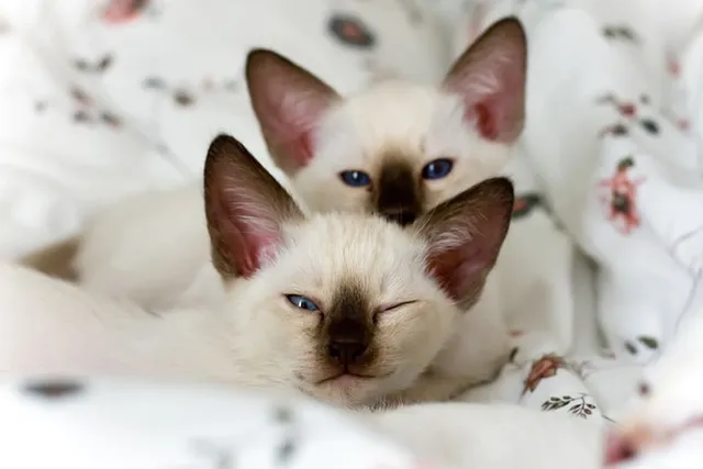 Siamese Kittens for Sale in Connecticut & Nearby States: Breeders List 2026