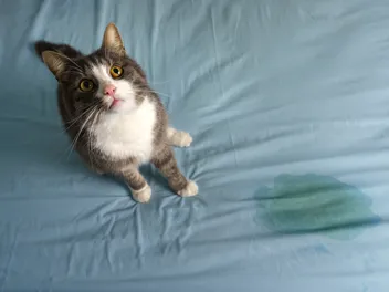 How to Stop My Cat From Peeing on My Bed: 8 Vet-Verified Tips & Tricks