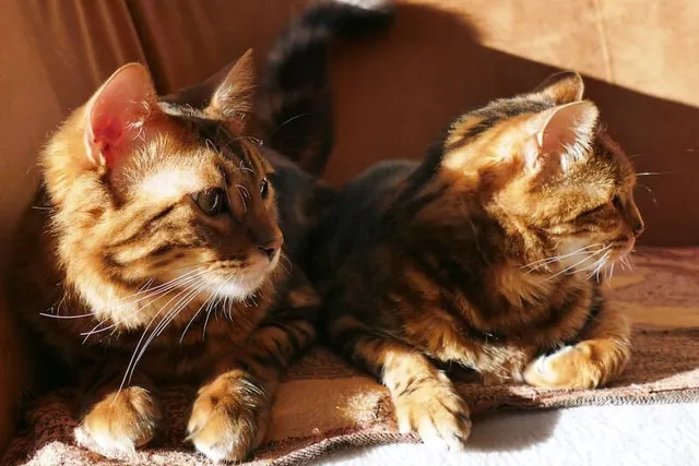 6 Amazing DIY Cat Cooling Pads You Can Create at Home (With Pictures)