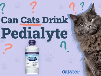Can Cats Drink Pedialyte? Vet Approved Advice