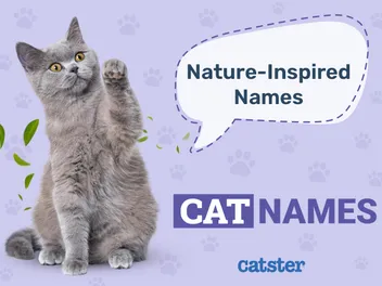135 Nature-Inspired Cat Names for Your Wild & Free Pet